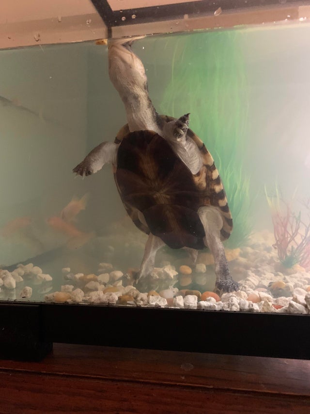 African Sideneck Turtle: Care, Breeding, Tank Size & Disease