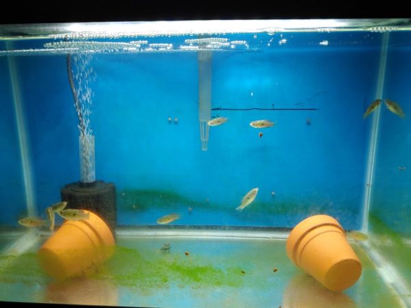 Water Parameters for American Flagfish