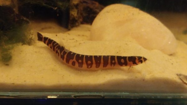Water Parameters for Kuhli Loach