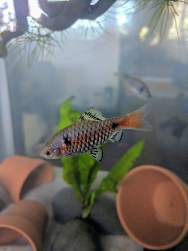 Young Odessa Barb