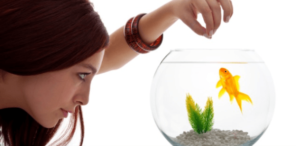 What Human Food Can A Goldfish Eat?