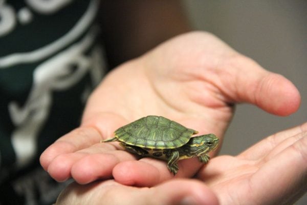 Tips to keep your turtle healthy
