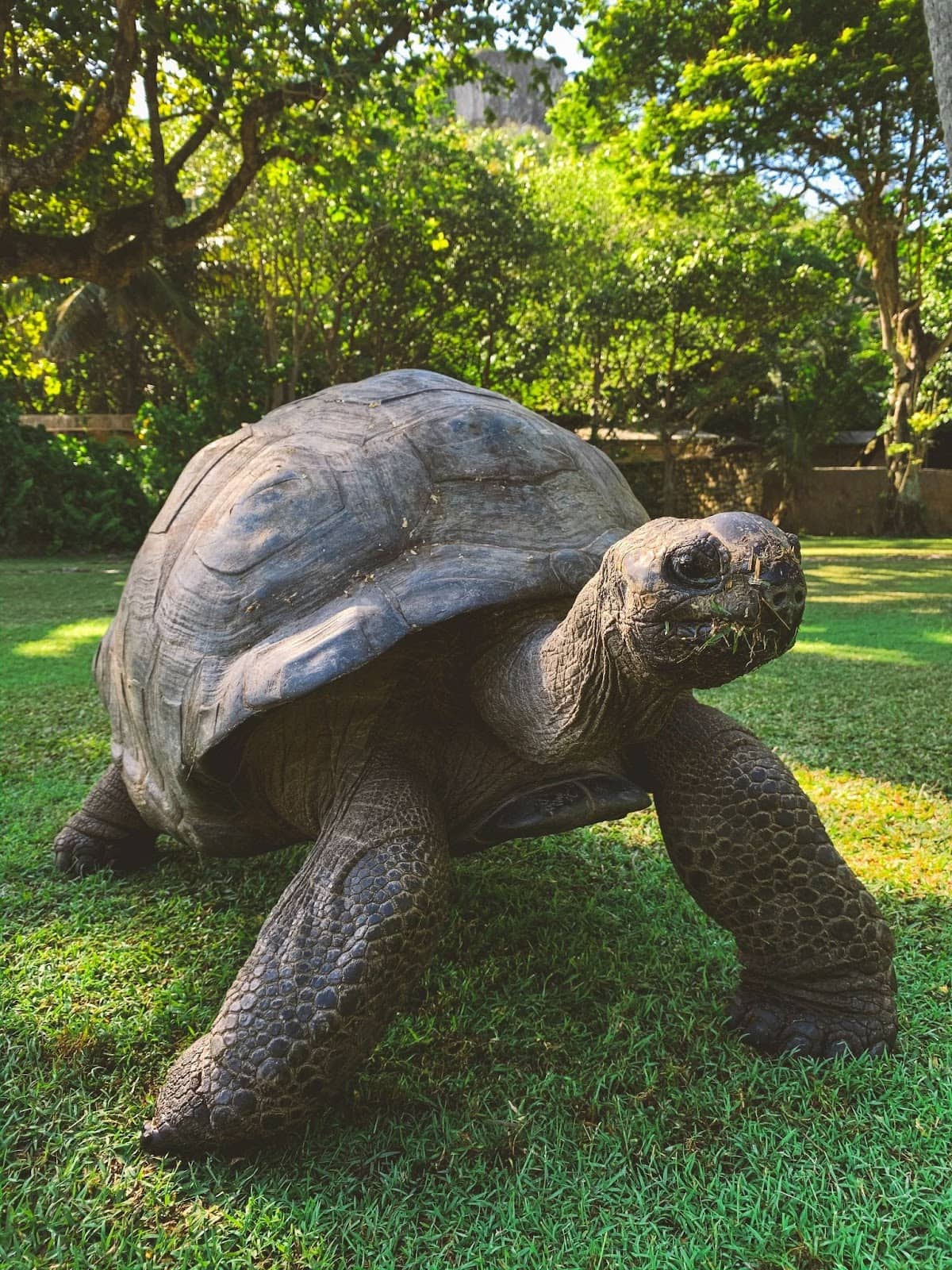 How Smart are Turtles? Do they Understand Human Language?