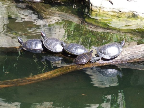 Hibernating turtles