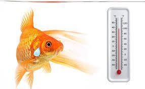 Steps To Lower The Tank Temperature Of The Freshwater Aquarium