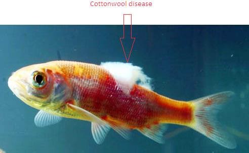 The Health Condition Of Your Goldfish