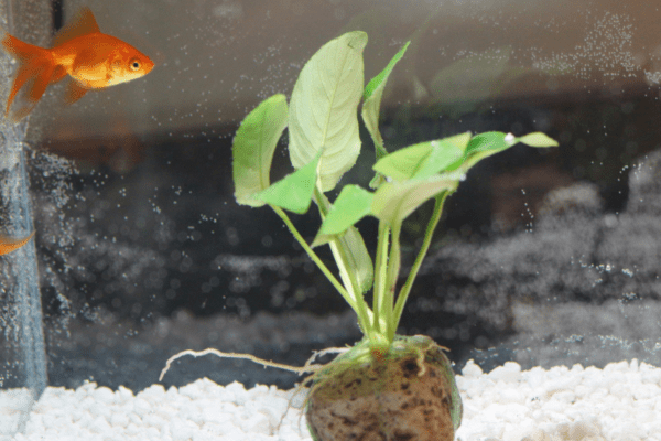 Steps To Care For A Goldfish Without Filter