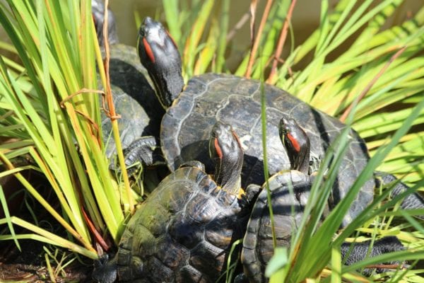 How long do red-eared slider turtles live in the wild