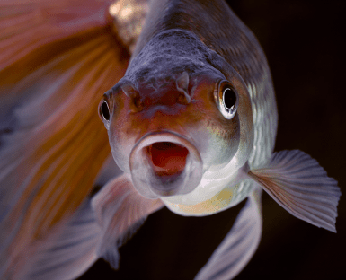 What Is The Most Common Type Of Food Goldfish Eat