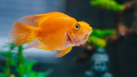 How Long Can Goldfish Go Without Food