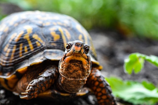 Can Turtles See In The Dark? (And How Do They See Colors)