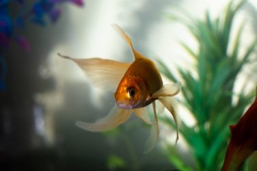 Can a Goldfish Live Without a Filter or Air Pump