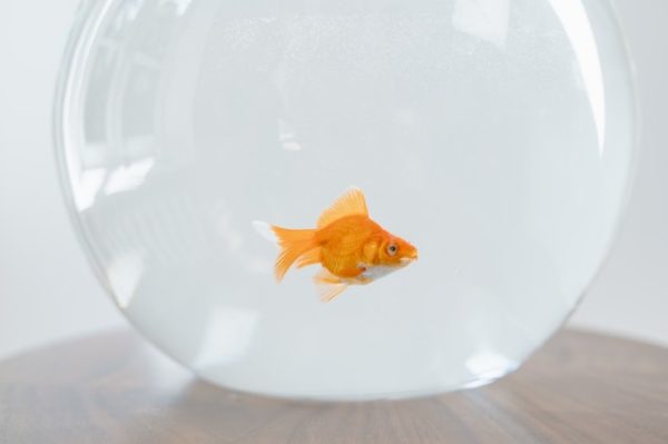 Foods To Avoid For Your Goldfish