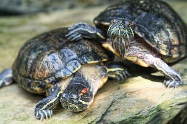 How to increase your Red-eared slider lifespan