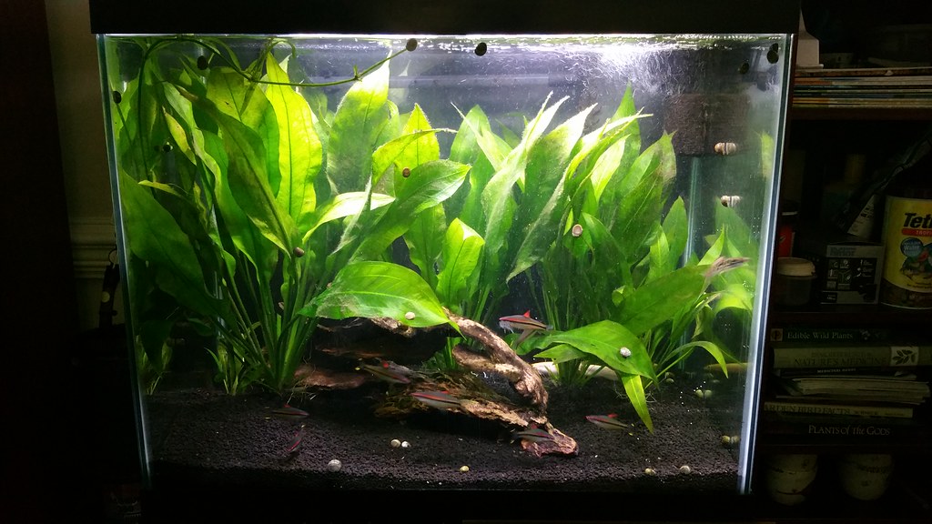 12 Aquarium Plants That Don't Need CO2 (Easy to Care)