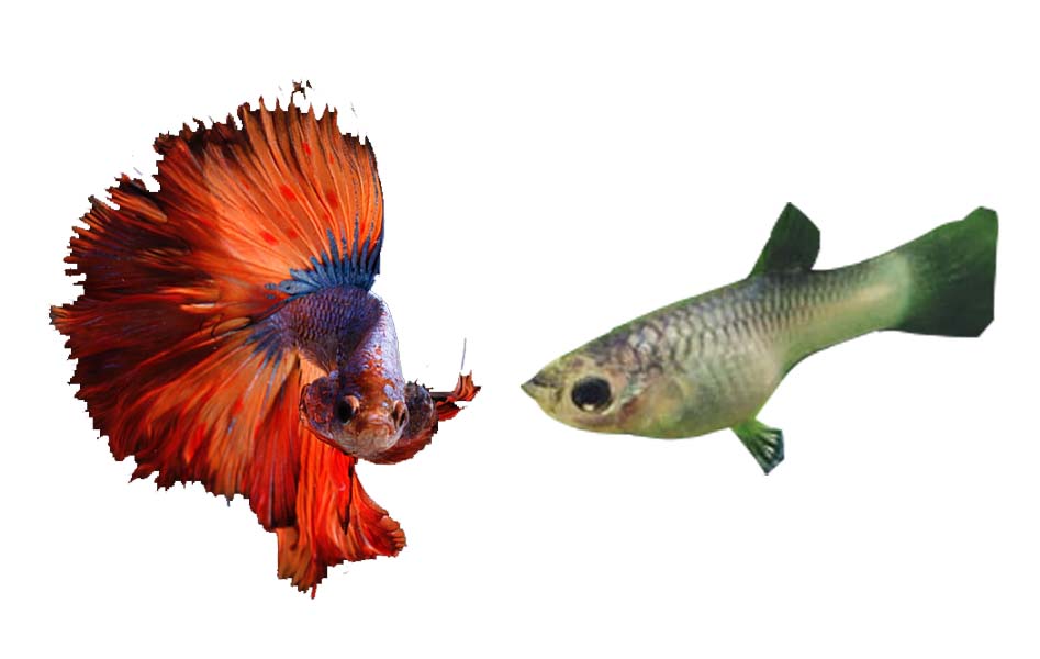 Neon Tetra and Betta Fish