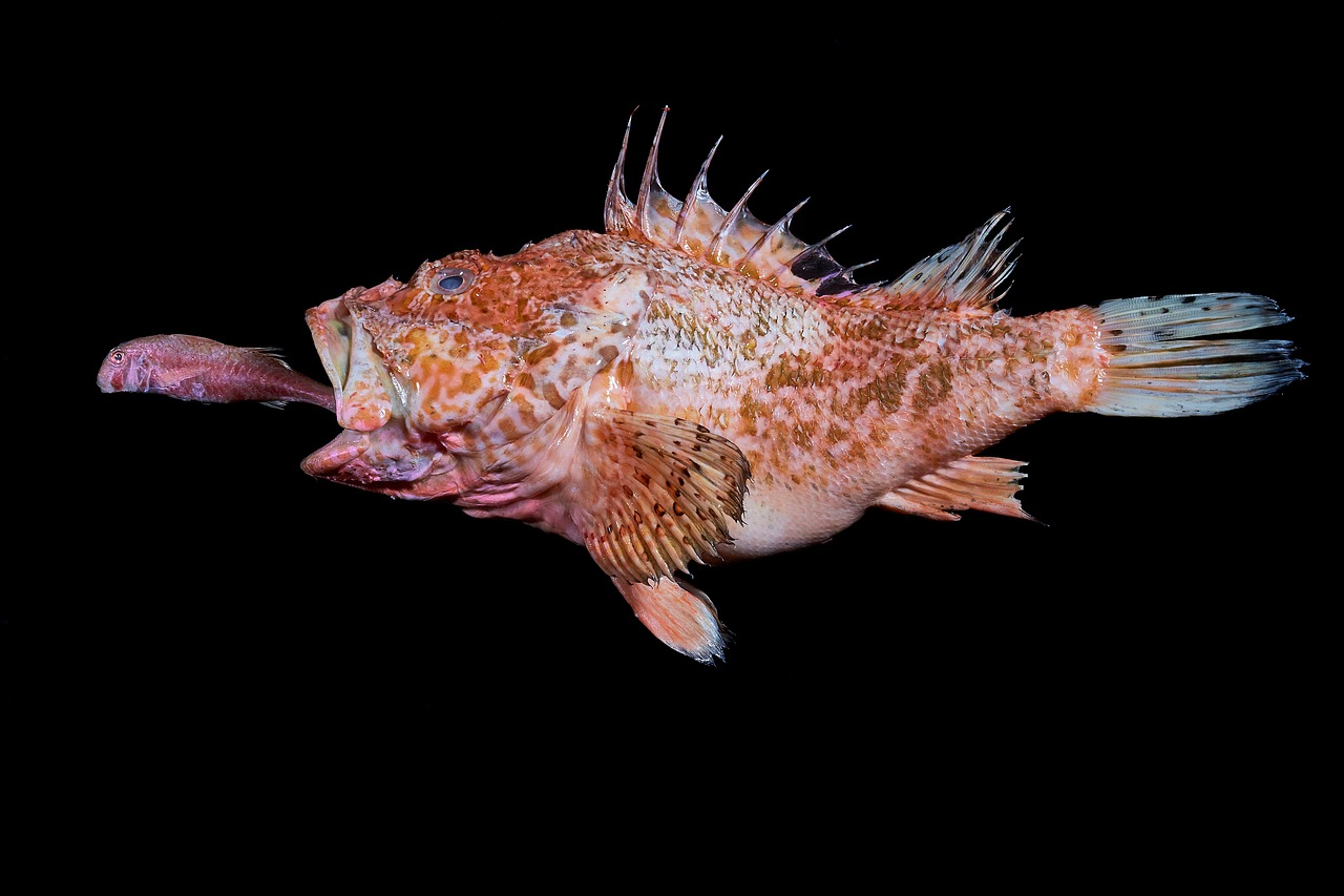 Carnivorous Aquarium Fish