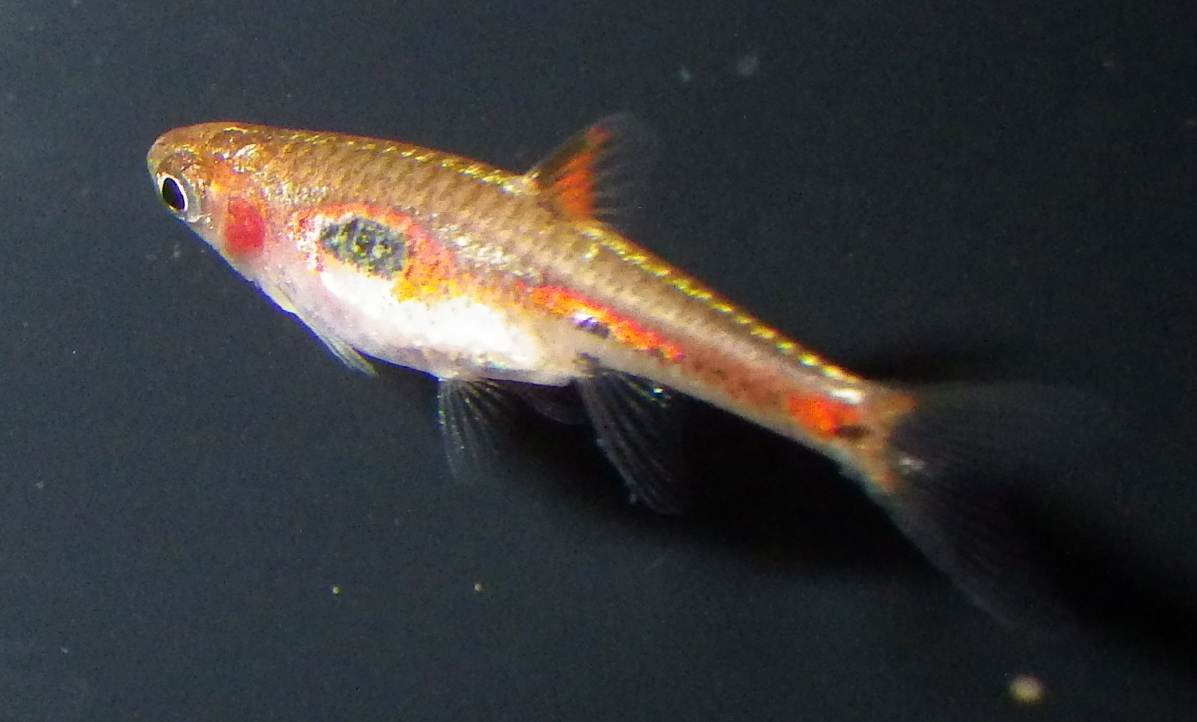 List of Best Fish For 3 Gallon Tank (Guide)