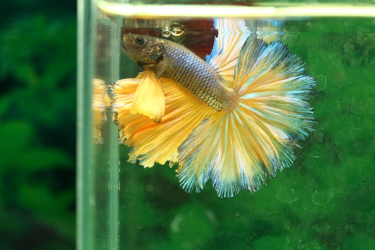 Do Betta Fish Have Teeth and Can They Bite? Guide)