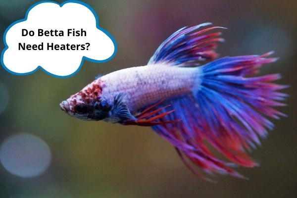 do betta fish need heater?