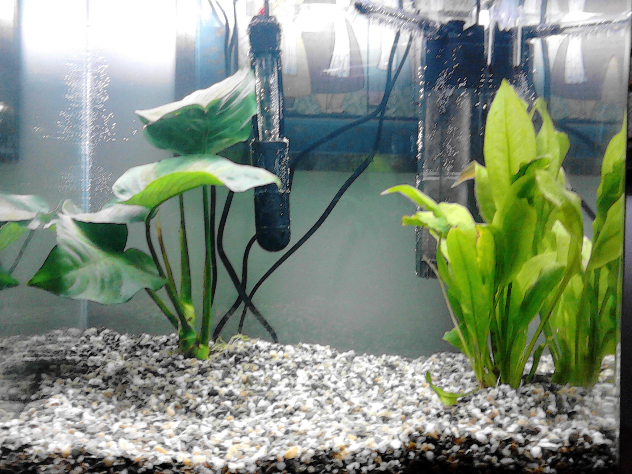 7 Best Quiet Fish Tank Filter for Your Aquarium [2022]