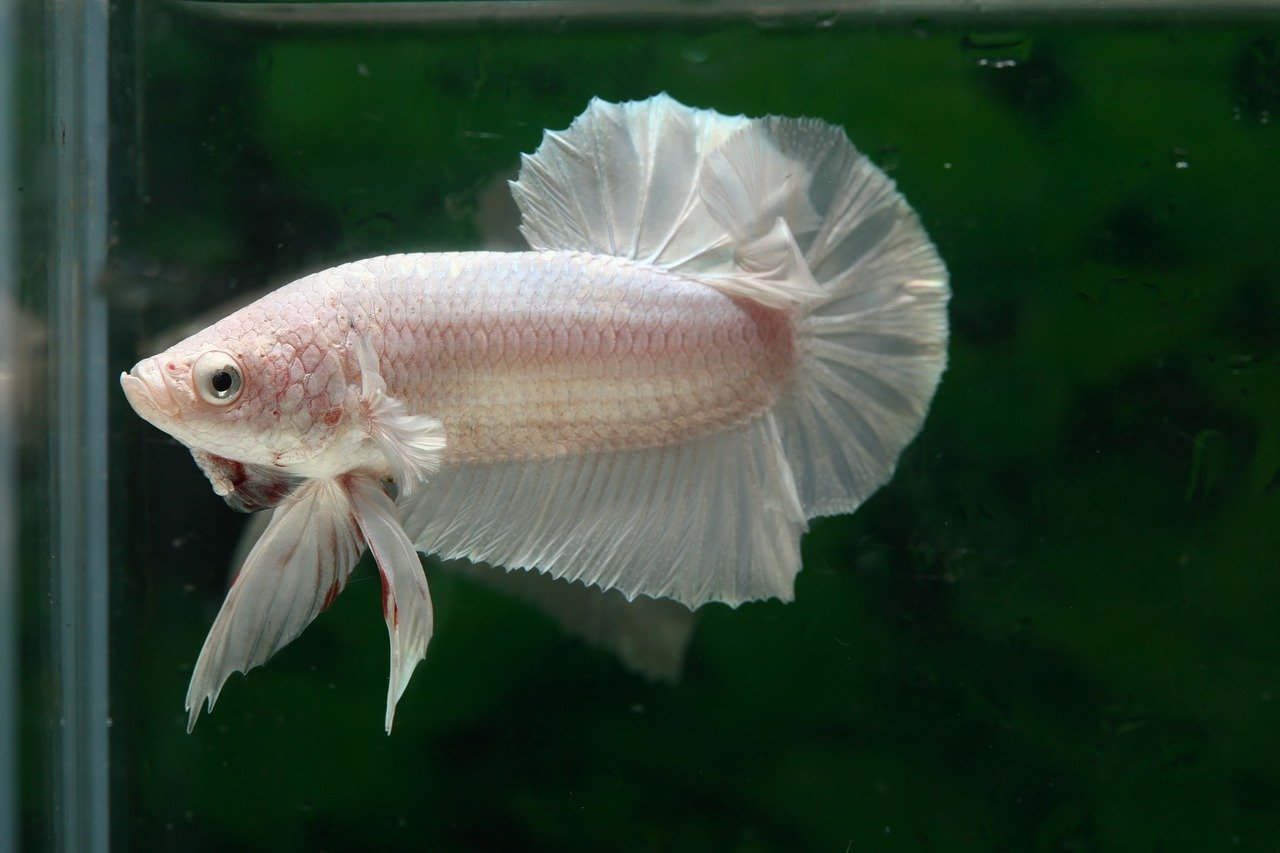Fasting Needed for Betta Fish
