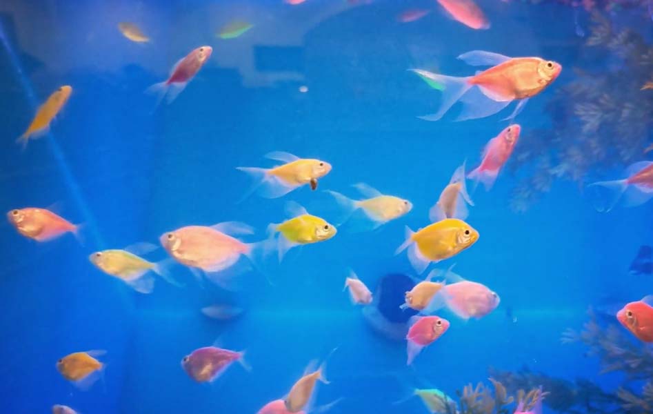 how-many-glofish-in-a-10-gallon-tank-wzaquarium