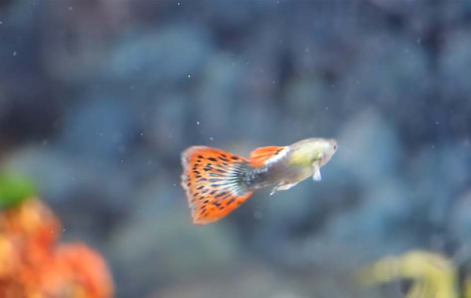 Guppy Fish Water Temperature (Maximum and Minimum)