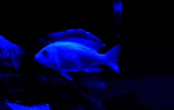 How Does Blue Light Affect Fish