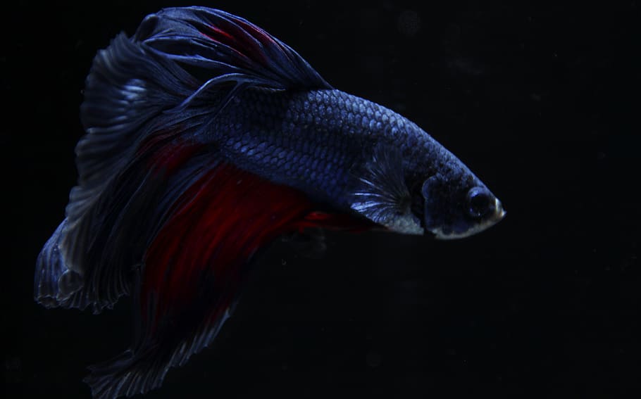 How Often Should One Feed a Betta Fish