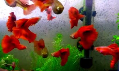 How to Calculate the Number of Betta Fish for a Fish Tank