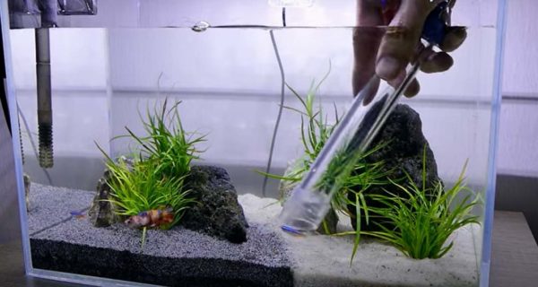How to Keep the Betta Fish Tank Water Clean