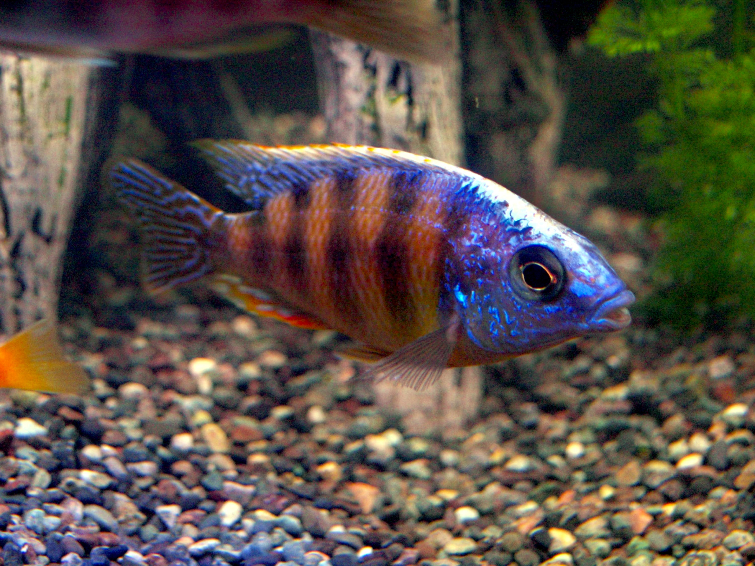 Omnivorous Aquarium Fish