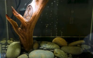 How Many Guppies In A 10 Gallon Tank (And Tank Condition)
