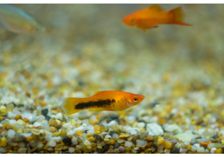 Can Guppies And Goldfish Live Together