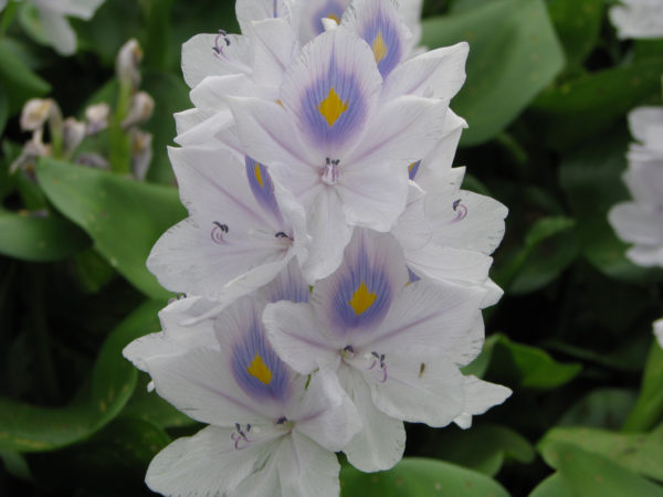 Water Hyacinth 