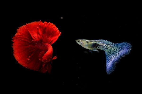 betta and guppy fish can live together
