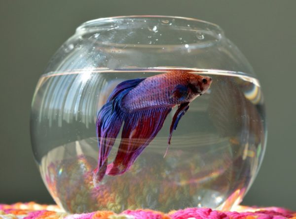 Can Betta Fish Live In A Bowl Without A Filter