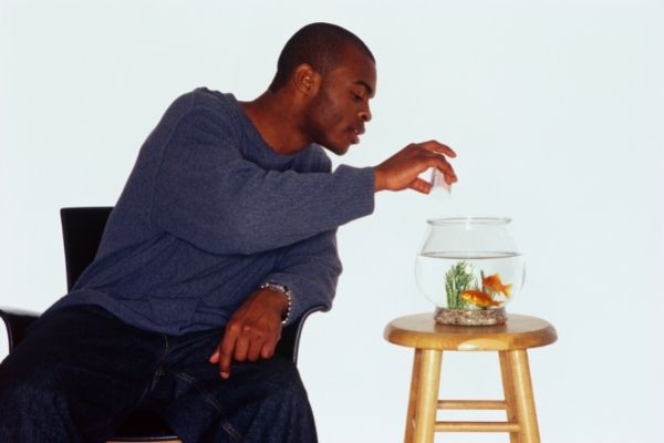 feeding goldfish
