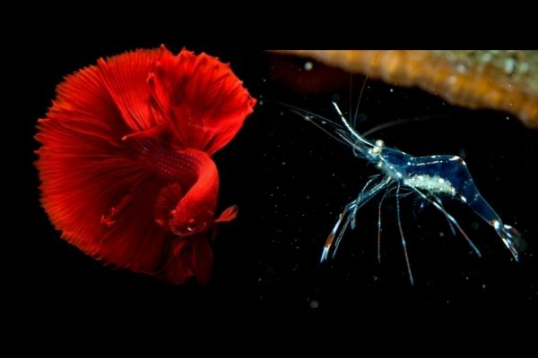 ghost shrimps and betta fish live together