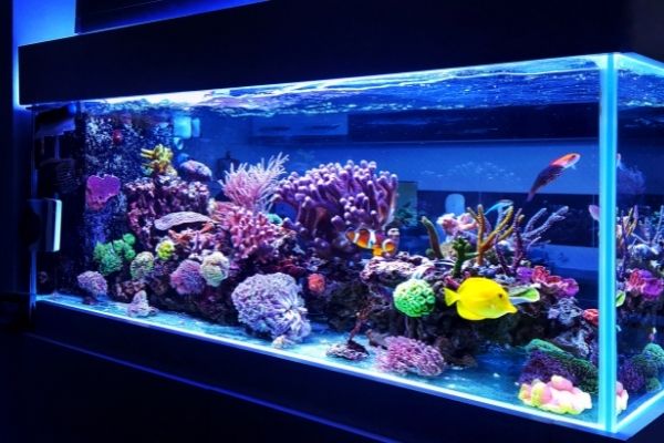 aquarium size