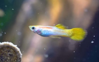 How Many Guppies In A 10 Gallon Tank (And Tank Condition)