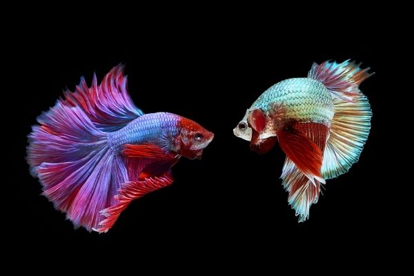 male and female betta fish