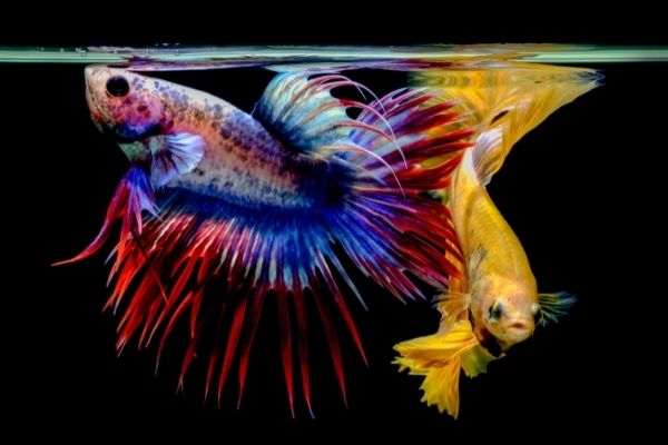 male and female betta fish in Aquarium