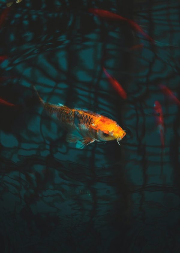 Is Blue Light Good for Fish at Night?