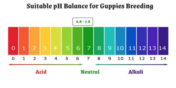 suitable temperature and pH balance for guppies breeding