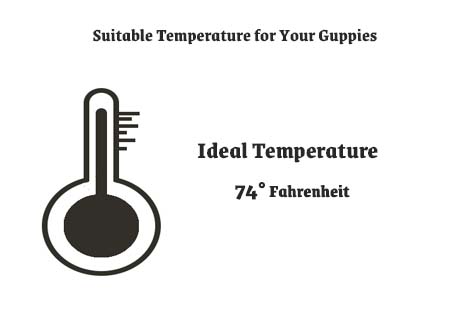 suitable temperature for your guppies