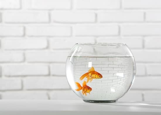 How Long Do Goldfish Live In A Small Tank