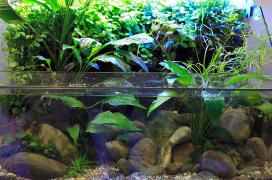 Pothos Plants Good for Aquariums