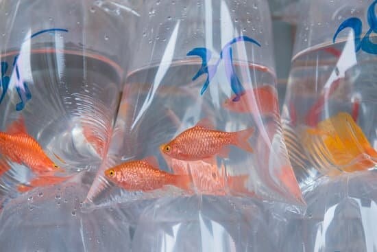 Fish In A Plastic Bag